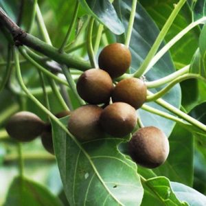 bibhitakifruit