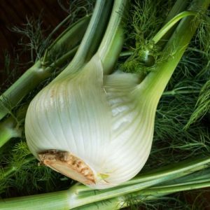 Fennel Plant