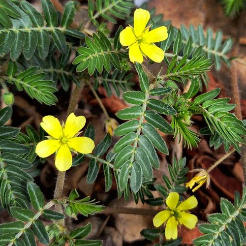 Guduchi plant stems