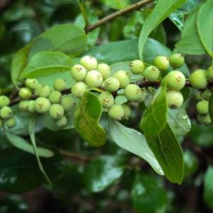 Guggulu berries on tree