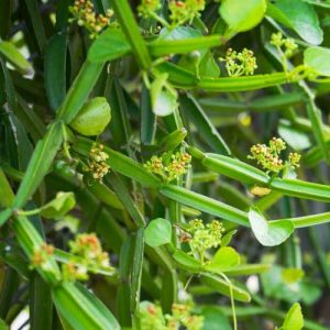 Hadjod creeping bush with flowers