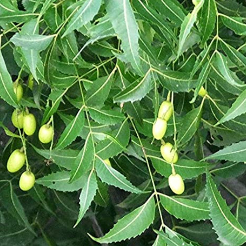Neem evergreen tree