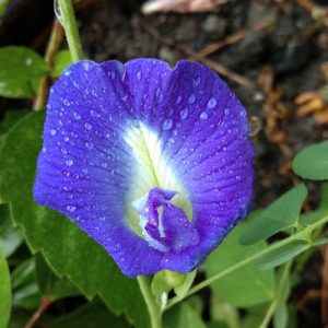 Shankhpushpi flower