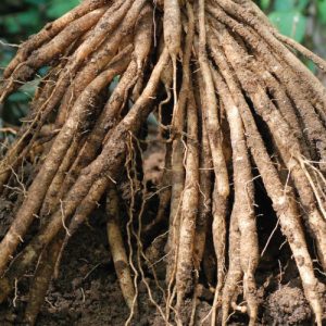 Shatavari root adaptogenic herb
