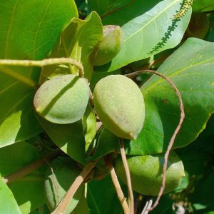 Terminalia Chebula fruits