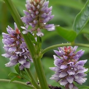 Yashtimadhu Flower