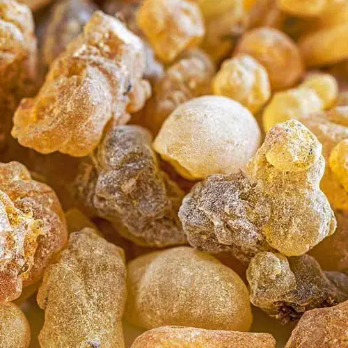 morelifemarket-herbs-boswellia-serrata
