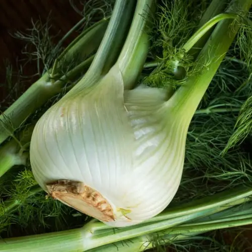 morelifemarket-herbs-fennel
