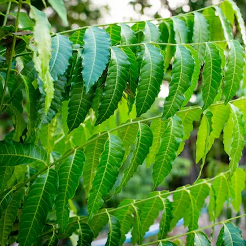 morelifemarket-herbs-neem