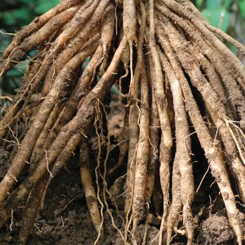 morelifemarket-herbs-shatavari-root