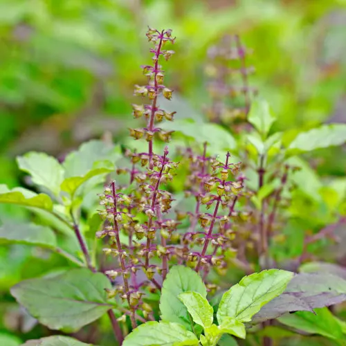 Tulsi sweet herb