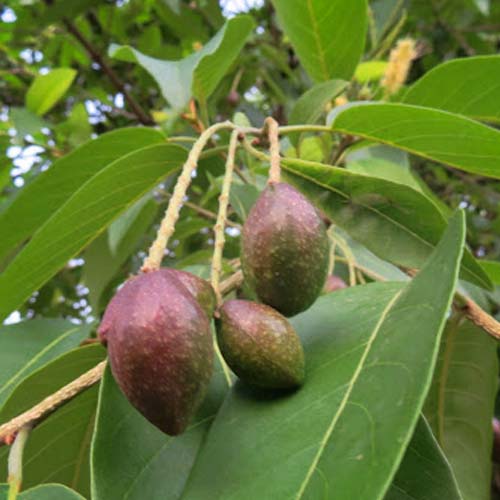 Haritaki Fruit