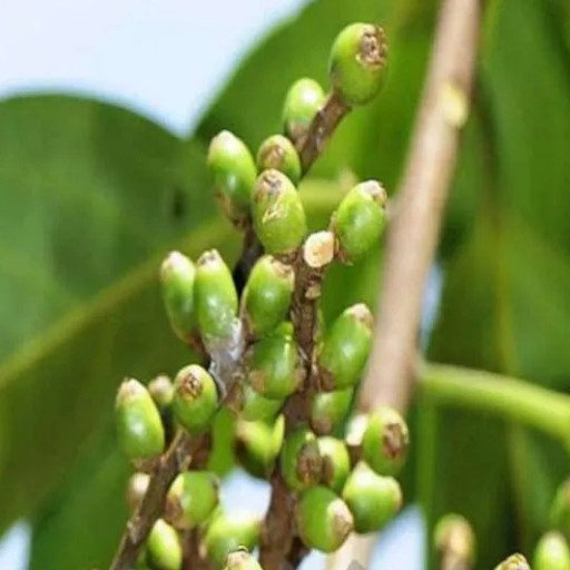 A medium sized evergreen tree